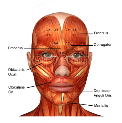 Diagram of face muscles, showing labeled muscles including the frontalis, orbicularis oculi, zygomaticus major, and orbicularis oris.